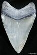 Nearly Inch Venice Beach Megalodon Tooth #2486-2